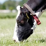 Koeien buiten (2014)