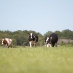 Koeien buiten (2014)