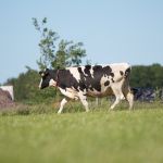 Koeien buiten (2014)