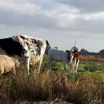 koeien, schapen en kalveren op het vaarland