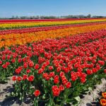Tulpenpracht Polder Westerveer