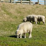 Merino schapen grazen in Nieuw Zeeland