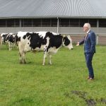 Burgemeester Gerard van den Hengel tussen de koeien