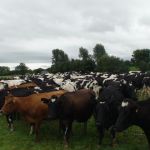 Melkveehouderij studiereis Ierland 2016