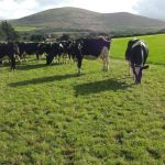 Melkveehouderij studiereis Ierland 2016