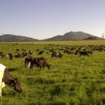 Koeien in de wei - Zuid-Afrika