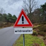 Wildrooster