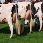 Rundveekeuring Opmeer 2023 - jonge koeien