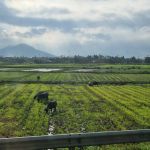 koeien in de rijstvelden van Vietnam