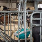  CowToilet van Hanskamp vermindert stikstofverlies in melkveestal 