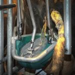  CowToilet van Hanskamp vermindert stikstofverlies in melkveestal 