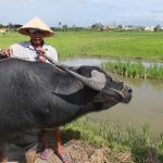Waterbuffel Vietnam