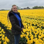 Gele Tulpen