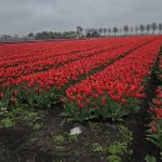 Rode tulpen