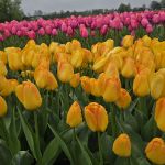 Hoge en lage tulpen