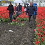 Wandelaars in tulpenveld