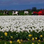 Tulpen koppen