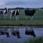 Spiegelbeeld in de ondergaande zon